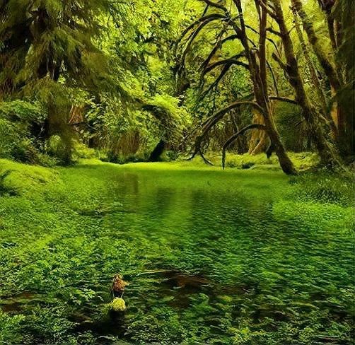 有沒有更多自然風(fēng)格的龍魚缸造景圖？