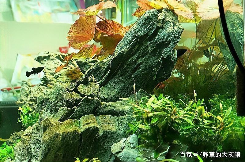 有沒有更多自然風(fēng)格的龍魚缸造景圖？