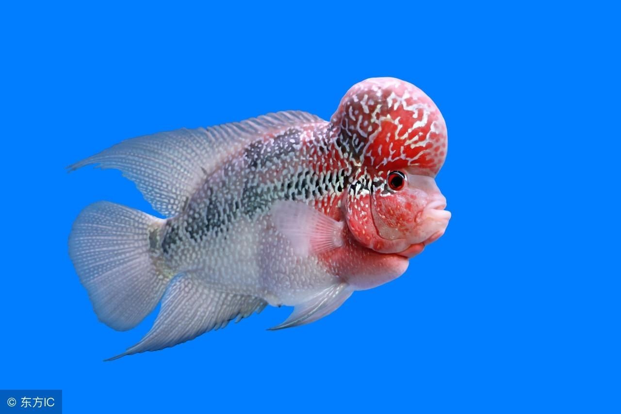魚缸疾病預防與治療：魚缸中的白色絮狀物可能是由多種原因引起的疾病的威脅