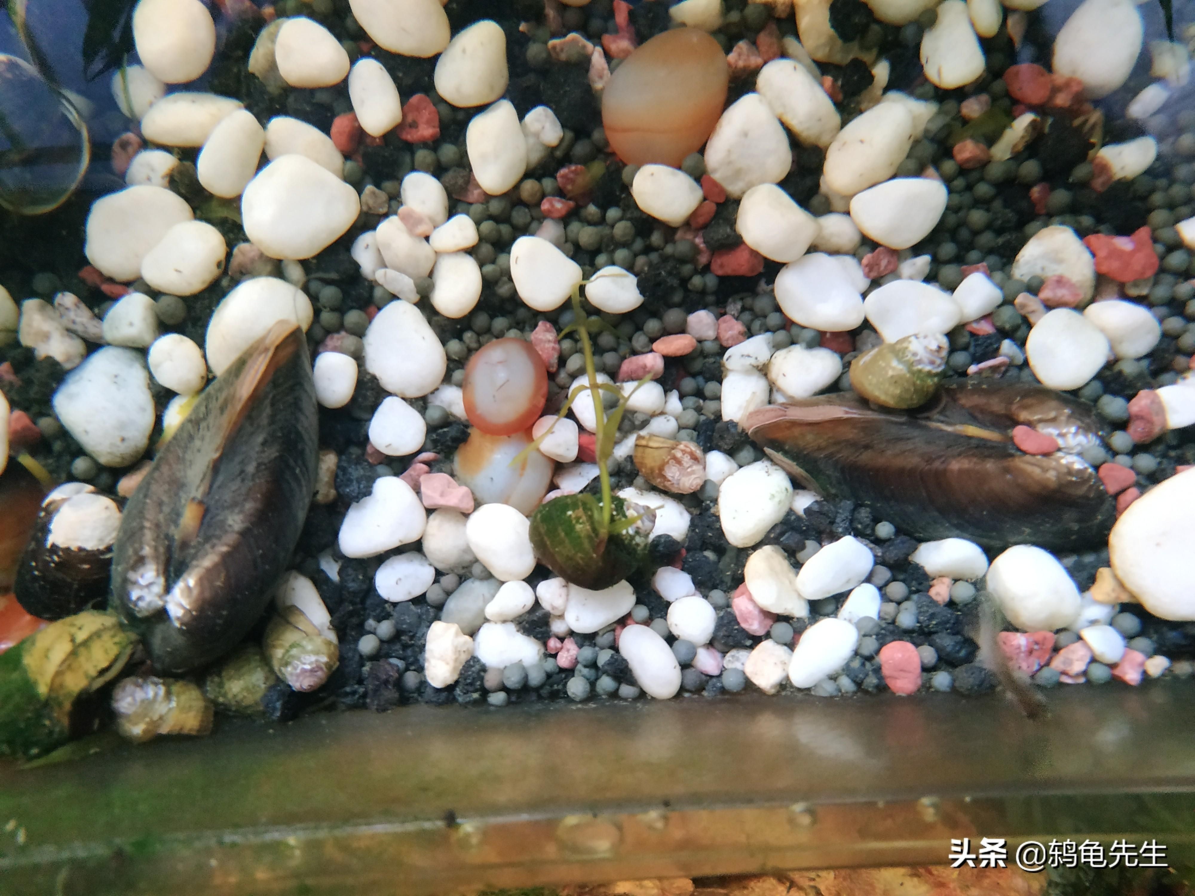 河蚌養殖技術探秘河蚌養殖技術探秘河蚌養殖方法：如何提高魚缸水質