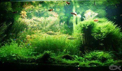 魚缸除藻劑多長時間放一次：魚缸除藻劑使用頻率應(yīng)注意以下幾點(diǎn)魚缸除藻劑的選擇技巧