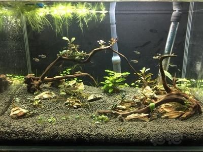 魚缸除藻劑多長時間放一次：魚缸除藻劑使用頻率應(yīng)注意以下幾點(diǎn)魚缸除藻劑的選擇技巧