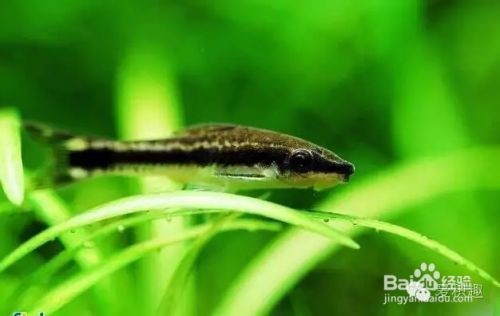 魚缸除藻生物的選擇:魚缸水質調控技巧分享魚缸除藻生物多樣性提升方案 魚缸百科 第5張 魚缸除藻生物的選擇:魚缸水質調控技巧分享魚缸除藻生物多樣性提升方案 魚缸除藻生物的選擇:魚缸水質調控技巧分享魚缸除藻生物多樣性提升方案 魚缸百科 第5張