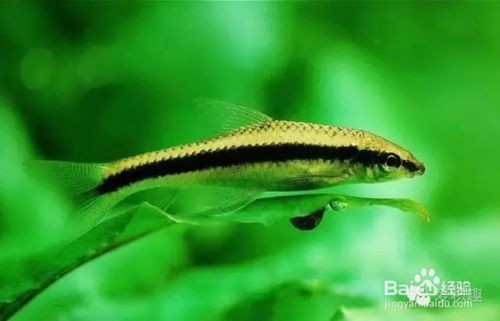 魚缸除藻生物的選擇:魚缸水質調控技巧分享魚缸除藻生物多樣性提升方案 魚缸百科 第4張 魚缸除藻生物的選擇:魚缸水質調控技巧分享魚缸除藻生物多樣性提升方案 魚缸除藻生物的選擇:魚缸水質調控技巧分享魚缸除藻生物多樣性提升方案 魚缸百科 第4張