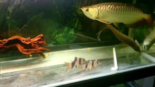 金龍魚如何定期檢疫：金龍魚蒙眼怎么治療