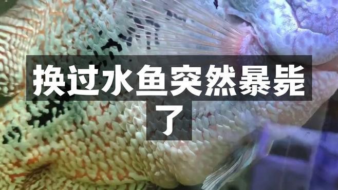 為什么龍魚換水就死了