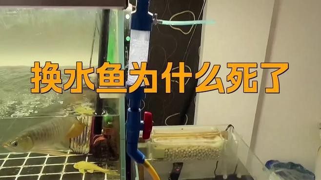 為什么龍魚換水就死了