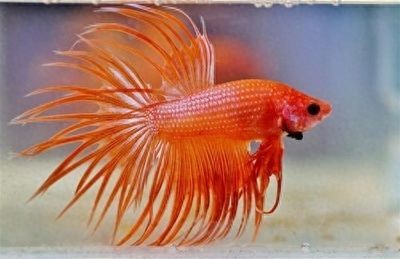 龍魚是魚類嗎