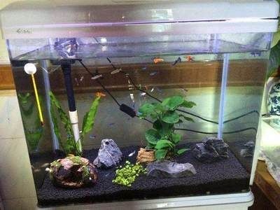 觀賞魚缸的換水頻率如何調整：觀賞魚缸換水頻率取決于多種因素觀賞魚缸的換水頻率