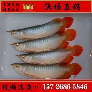 紅龍魚(yú)苗批發(fā)廠家電話：紅龍魚(yú)苗批發(fā)廠家怎么找