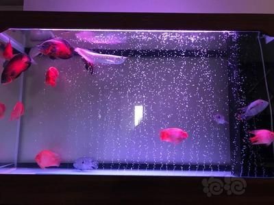 好的魚缸多久換一次水（魚缸多久換一次水）
