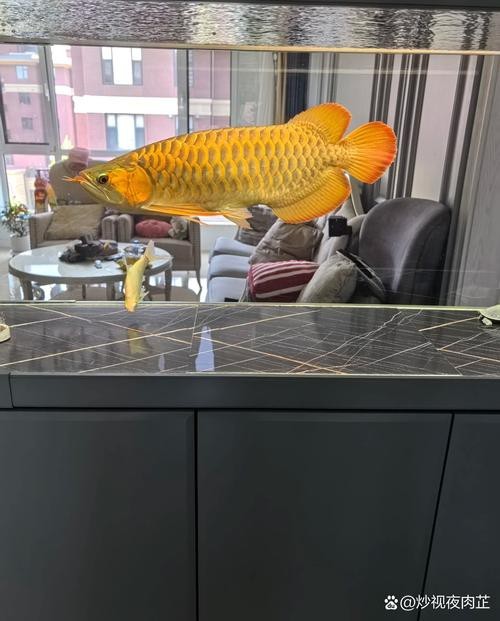 金龍魚缸圖片大全