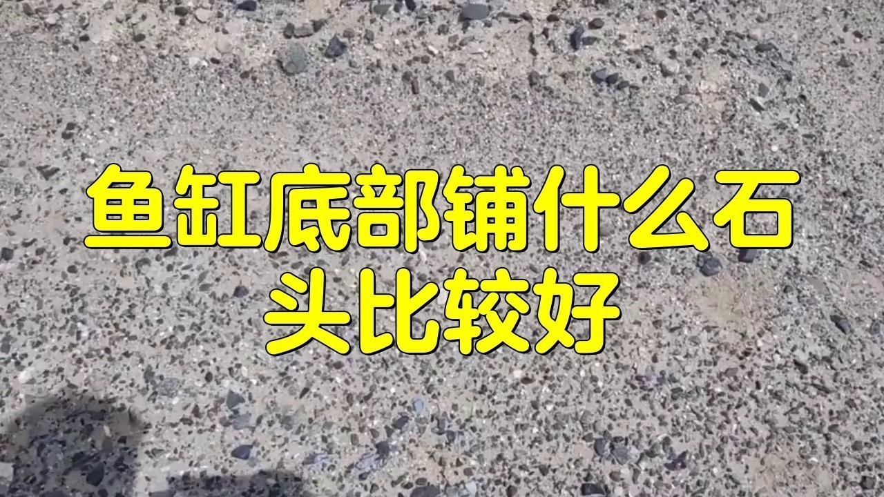 金龍魚缸圖片大全