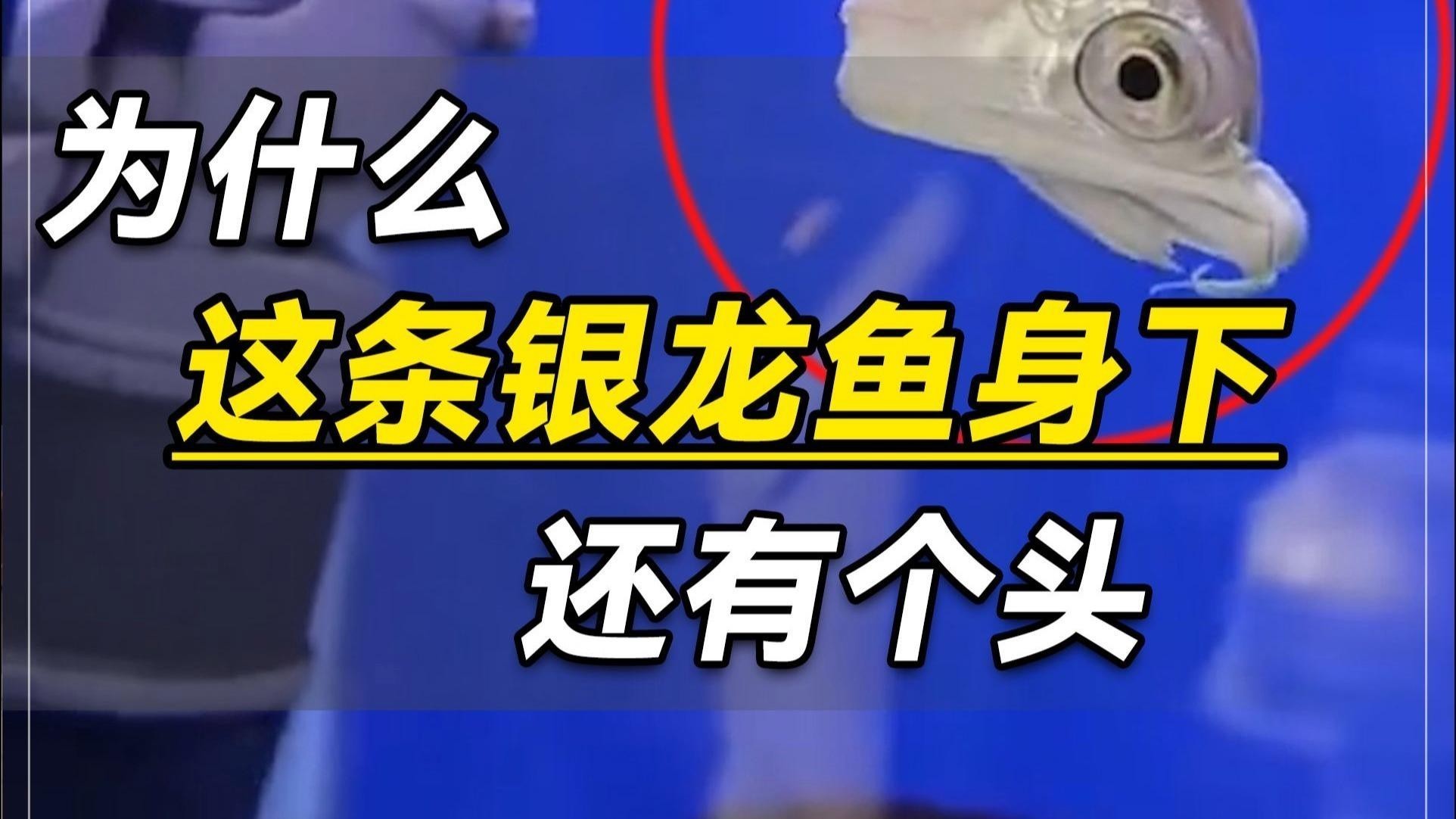 銀龍魚有哪些特殊品相？