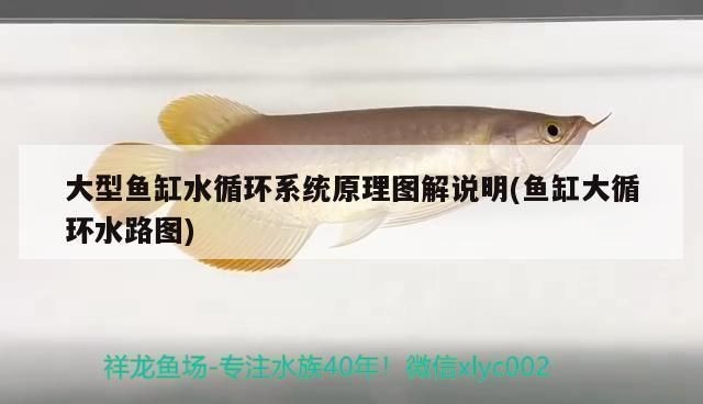 文氏原理的魚缸：文氏原理在魚缸設計中的應用