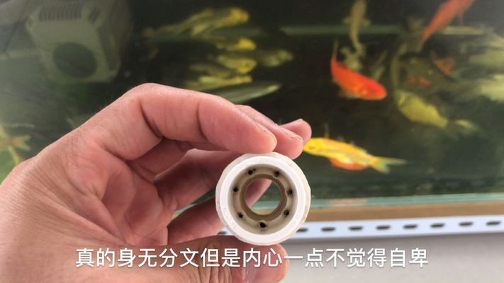 文氏原理的魚缸：文氏原理在魚缸設計中的應用