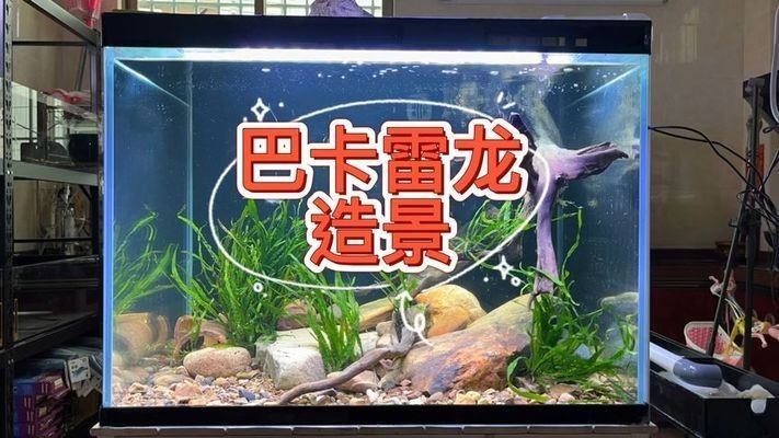 家庭養(yǎng)殖黑魚需要注意哪些問題？：家庭養(yǎng)殖黑魚不適合在家庭環(huán)境中養(yǎng)殖黑魚