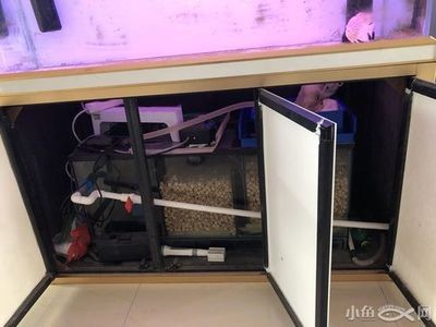 加熱棒放到魚缸還是底濾槽（加熱棒在魚缸中的應用）