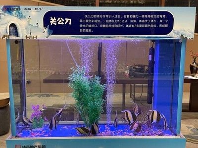 廣州搬魚缸服務公司:廣州搬家公司提供專業的搬魚缸服務