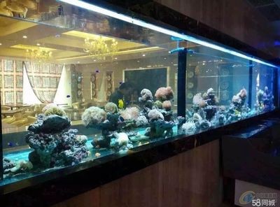 廣州搬魚缸服務公司：廣州搬家公司提供專業的搬魚缸服務