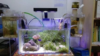 龍魚缸里面好多藻類怎么辦（龍魚缸里面好多藻類怎么辦藻類的生長需要光照，因此可以減少光照）