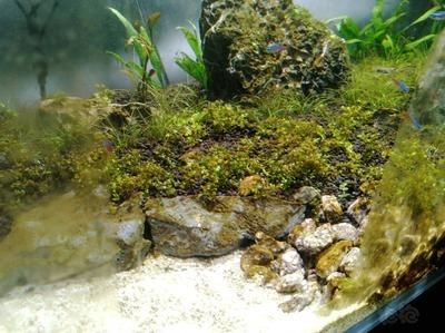龍魚缸里面好多藻類怎么辦（龍魚缸里面好多藻類怎么辦藻類的生長需要光照，因此可以減少光照）