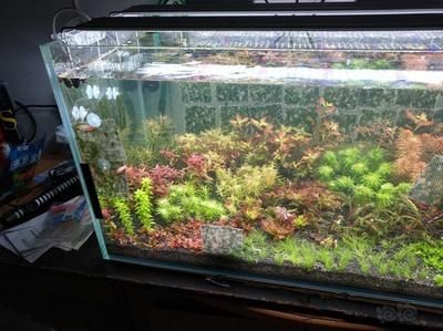 龍魚缸里面好多藻類怎么辦（龍魚缸里面好多藻類怎么辦藻類的生長需要光照，因此可以減少光照）