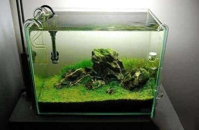 龍魚缸里面好多藻類怎么辦（龍魚缸里面好多藻類怎么辦藻類的生長需要光照，因此可以減少光照）