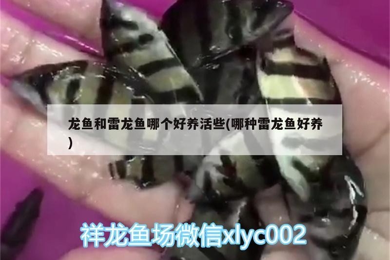 溫州菜籃子錦繡農(nóng)貿(mào)市場(chǎng)何福林水族器材店
