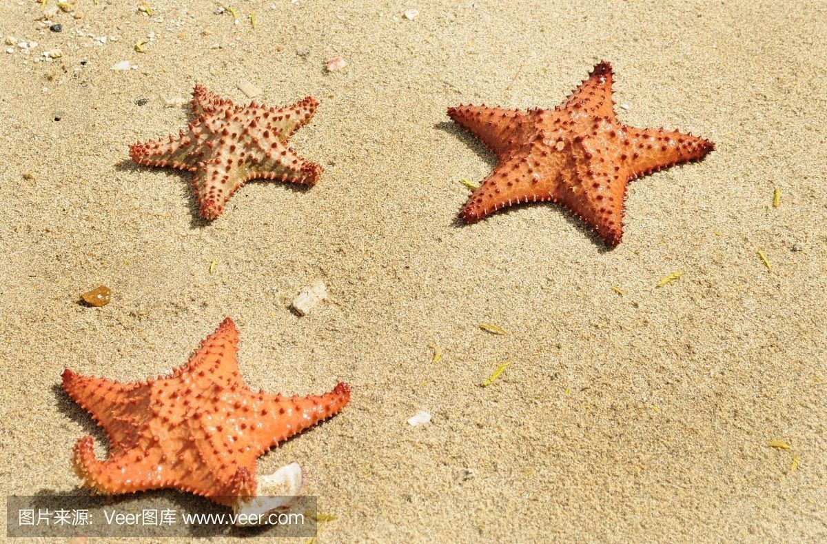 魚缸沙子的正確處理方法：淡水魚缸與海水魚缸的區別