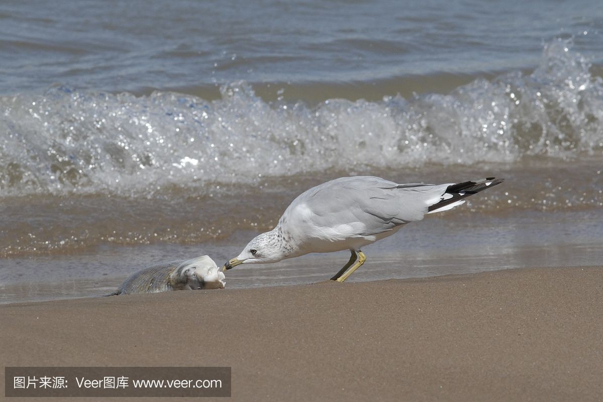 魚缸沙子的正確處理方法：淡水魚缸與海水魚缸的區別