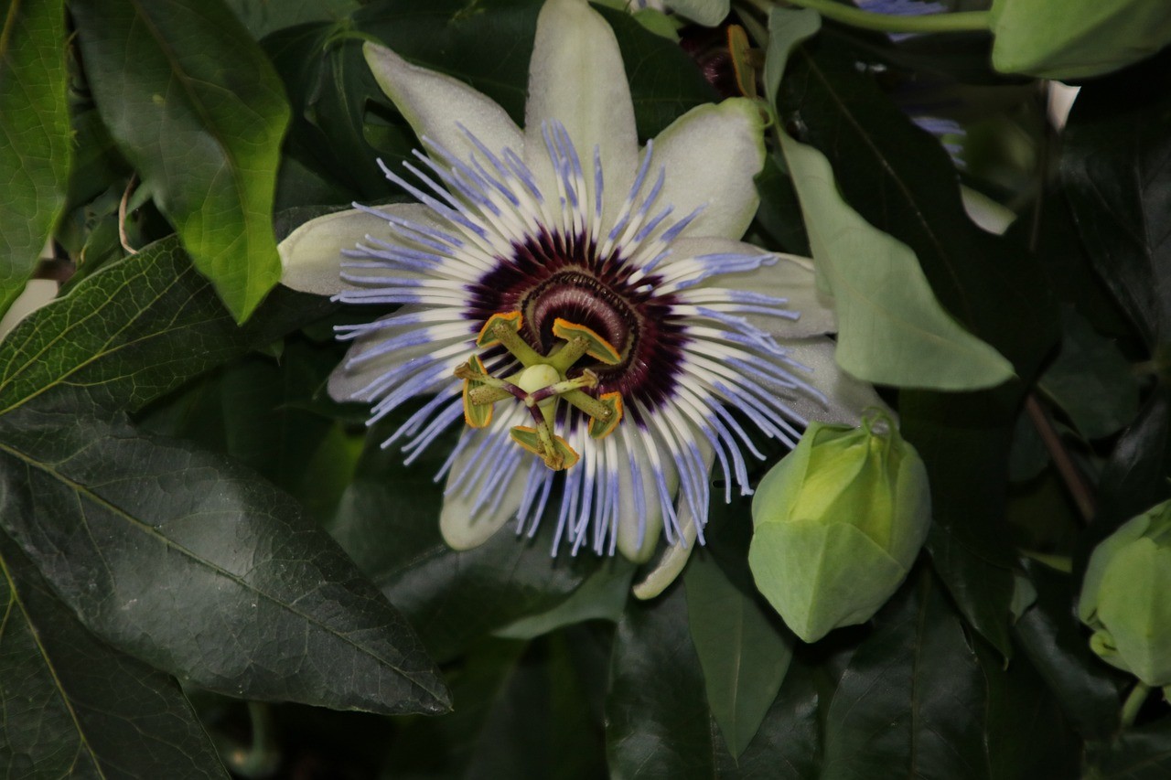旅順口區百花萱花坊（旅順口區百花萱花坊地址）