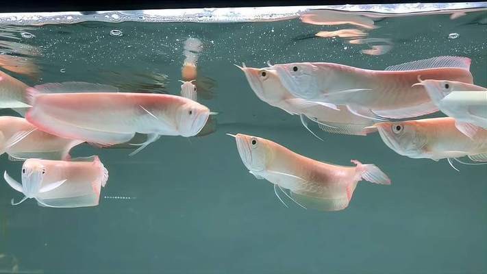 襄垣縣東海洋水族館