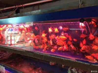 龍魚水ph低了怎么辦：如何提高龍魚的ph值
