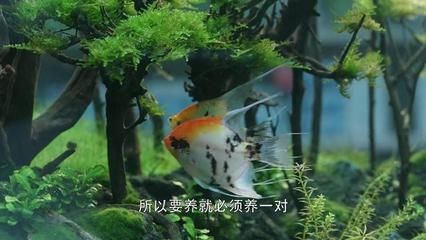 陳嶼魚缸：電視劇《三十而已》陳嶼魚缸風水布局技巧如何打造家庭觀賞魚缸