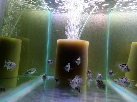 邯鄲市復興區曉翠水族館（邯鄲市復興區曉翠水族館電話）