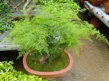 文竹 魚缸：如何正確養護文竹
