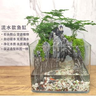 文竹 魚缸：如何正確養(yǎng)護(hù)文竹