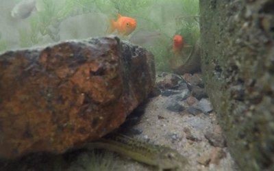 魚(yú)缸可不可以不換水（魚(yú)缸可不可以不換水取決于多種因素，取決于多種因素）