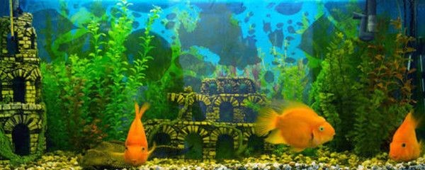 魚(yú)缸可不可以不換水（魚(yú)缸可不可以不換水取決于多種因素，取決于多種因素）