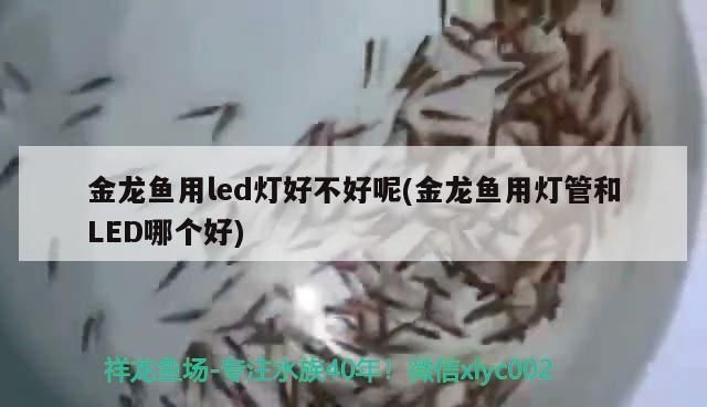 仟湖魚缸值得購買嗎現在：仟湖魚缸促銷活動時間匯總仟湖魚缸促銷活動時間