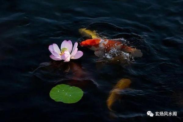 許昌市東城區(qū)英皇水族館（許昌市東城區(qū)英皇水族館地址）