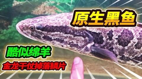 金龍魚掉了一片鱗還能活嗎：金龍魚掉了一片鱗還能活嗎金龍魚掉了一片鱗還能活嗎