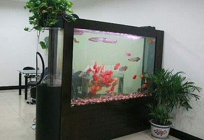 魚(yú)缸壞了怎么辦？：養(yǎng)魚(yú)新手入門(mén)指南