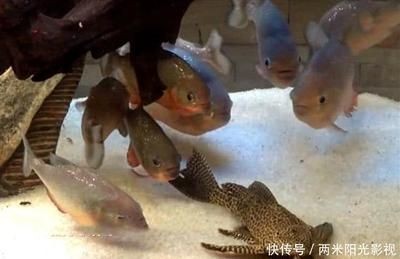 餐廳金龍魚裝飾畫怎么掛的：擦魚缸時，龍魚的恐懼反應是正常現象 餐廳金龍魚裝飾畫怎么掛的：擦魚缸時，龍魚的恐懼反應是正常現象 龍魚百科 第3張
