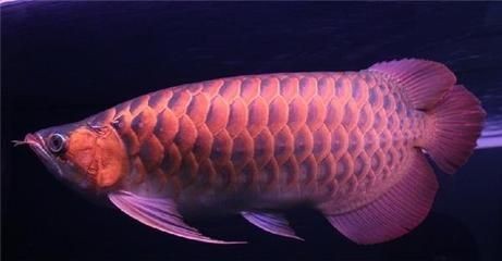 養四條龍魚的寓意是什么？：養四條龍魚有什么寓意嗎？