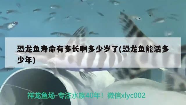 和平縣山水蘭花水族專營店