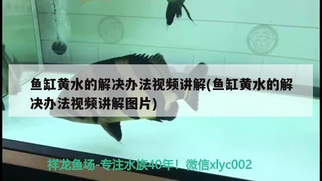 汕尾市城區(qū)麗之景水族館（汕尾市城區(qū)麗之景水族館電話）