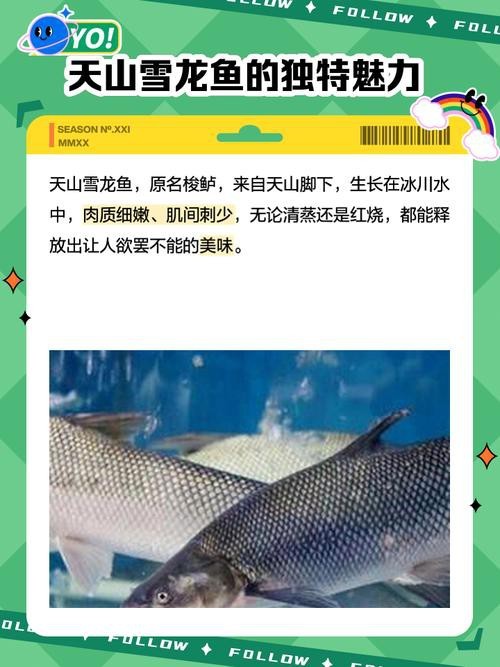 天山雪龍魚是海魚嗎圖片欣賞