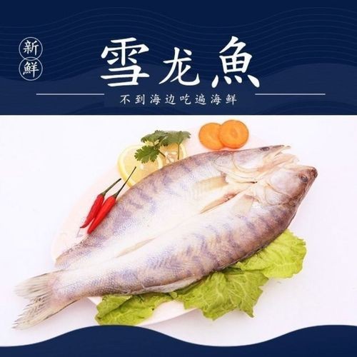 天山雪龍魚是海魚嗎圖片欣賞